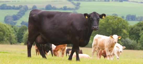 irish cattle2